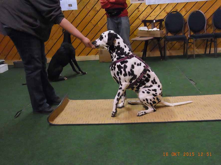 Teppichrolle - jetzt Leckerchen.jpg (886 x 665)